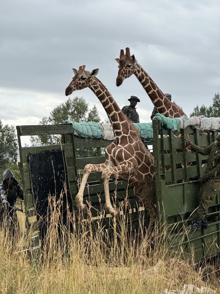 An image of giraffes being reintroduced back into the wild at Mount Kenya Wildlife Conservancy