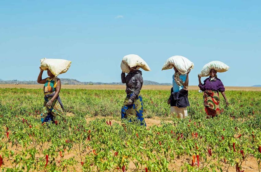  Swedfund, BII and Norfund Invest $85 Million in AgDevCo to Support Agribusinesses in Africa